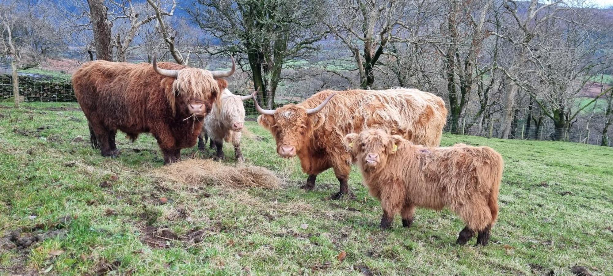 Scafell Cottage On The Big "W" Ranch Nether Wasdale Экстерьер фото